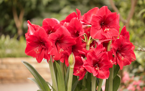 Красные цветы Амариллис крупным планом 