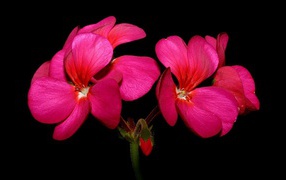 Красные цветы герани на черном фоне крупным планом