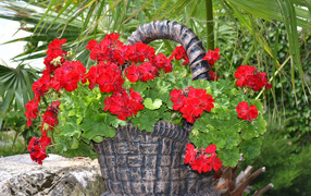 Red geranium in a flowerpot in the form of a basket