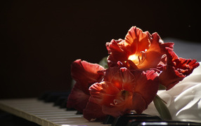 Красный гладиолус лежит на клавишах пианино