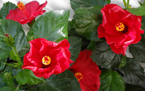 Красные цветы гибискуса с зелеными листьями крупным планом