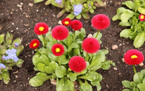 Red lush daisies on a flower bed