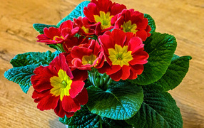 Красный цветок примула крупным планом 