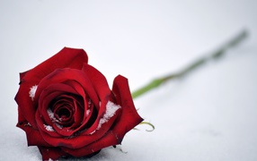 Красная роза на белом снегу 