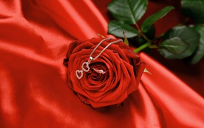 Red rose with a silver pendant with hearts