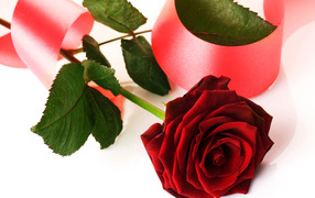 Red rose with pink ribbon on white background