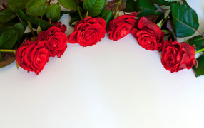 Красные розы на белом фоне, шаблон для открытки