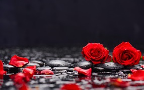 Red roses on black stones in water