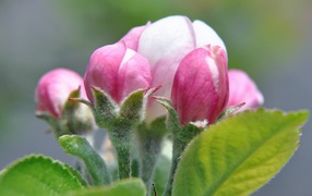 Risen pink flower apple