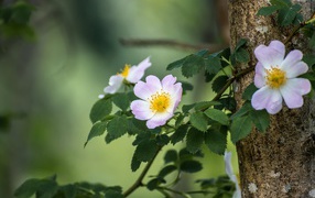 Ветка шиповника с розовыми цветами 