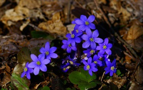 Small blue flowers in dry foliage