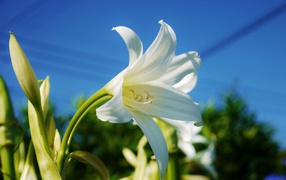 Snow-white lily under a beautiful blue sky close-up