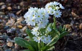 Snow white primrose in the soil on the flower bed