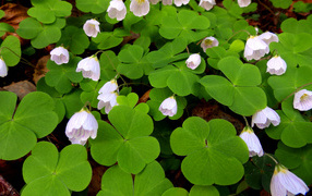 Цветы кислица с большими зелеными листьями 