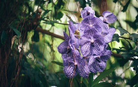 Полосатая фиолетовая экзотическая орхидея