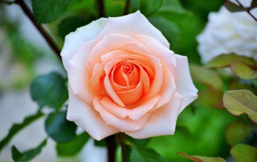 Нежная садовая роза кремового цвета 