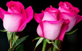 Three beautiful pink roses on a black background