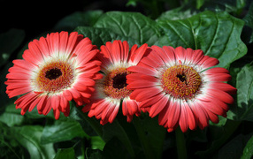 Три красивые красные герберы крупным планом