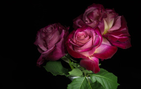 Три  красивых розы на черном фоне 