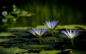 Три красивые фиолетовые кувшинки в воде
