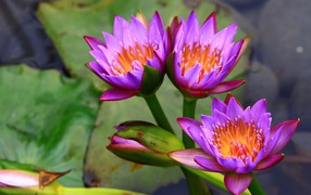 Three gentle lilac lotuses in the water