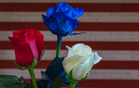 Три разноцветные розы крупным планом