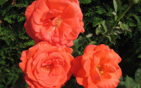 Three orange garden roses close-up