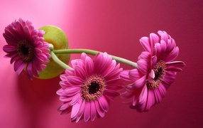 Три розовых герберы в вазе на розовом фоне