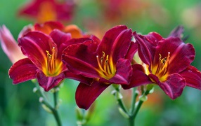 Три красных красивых цветка лилии