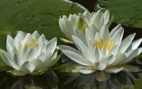 Три белые водяные лилии в пруду 