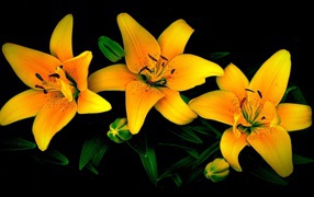 Three yellow lilies on a black background