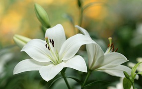 Two beautiful delicate white lilies with buds close-up