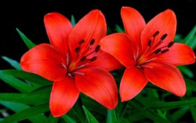 Two beautiful orange lilies close-up