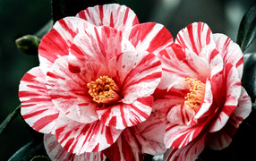 Два красивых необычных цветка камелии