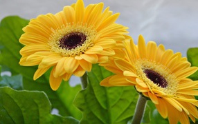 Две красивые желтые герберы 