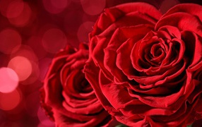 Две большие красные розы крупным планом