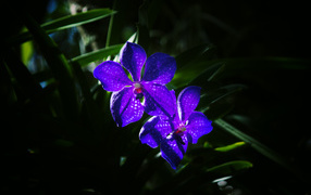 Два цветка фиолетовой орхидеи вблизи