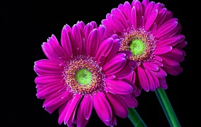 Two gentle pink gerberas on a black background