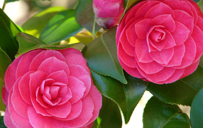 Two large pink camellia flowers