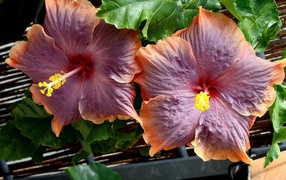 Two large pink hibiscus flowers