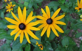 Два крупных желтых цветка рудбекия
