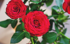 Две пышные красные розы 