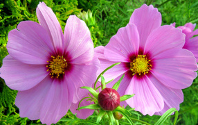 Два розовых цветка космеи с бутоном 