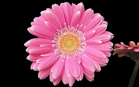 Два розовых цветка герберы на черном фоне
