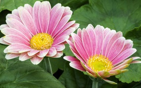 Two pink gerberas with a yellow center