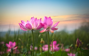 Two pink lotus on the sky background