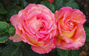 Две розовые розы крупным планом в каплях росы 