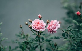 Two pink roses with buds