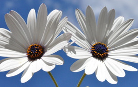 Две белых ромашки с синей серединкой