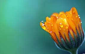 Unexpected orange flower of calendula in drops of dew